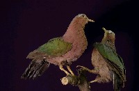 藏品(翠翼鳩)的圖片